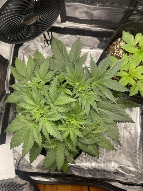 My First Plant. Week 5