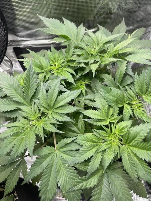 My First Plant. Week 5