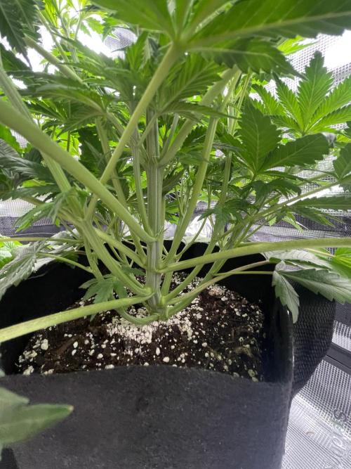 My First Plant. Week 5