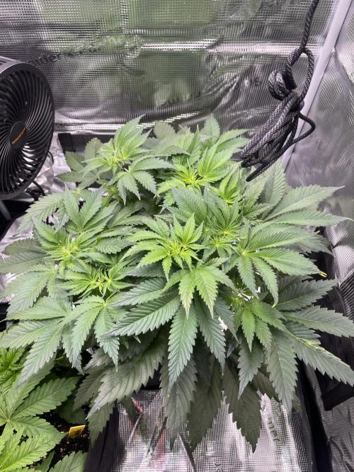 My First Plant. Week 5