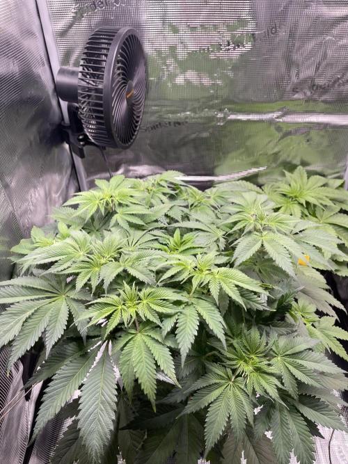 My First Plant. Week 6