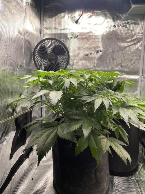 My First Plant. Week 6