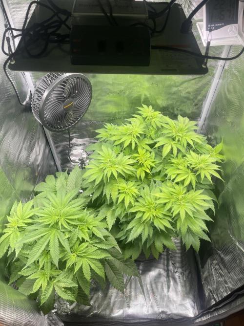 My First Plant. Week 7