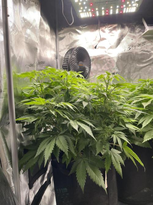 My First Plant. Week 7