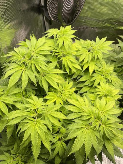 My First Plant. Week 7