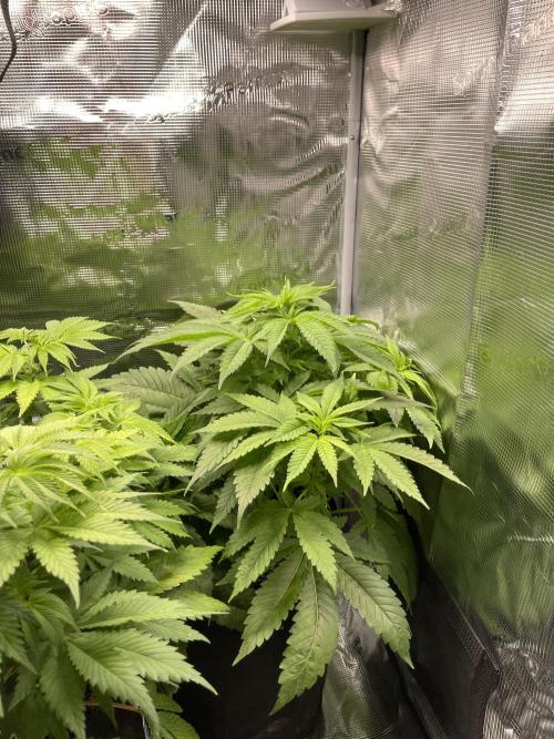 My First Plant. Week 7