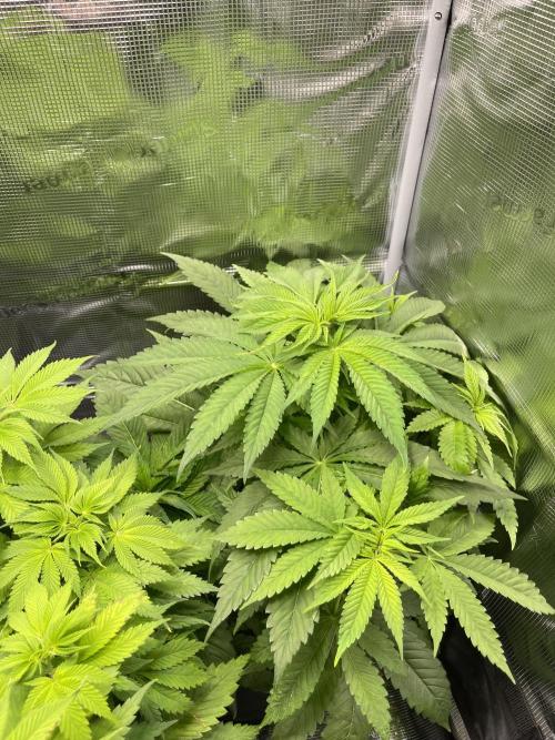 My First Plant. Week 7