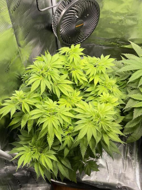 My First Plant. Week 7