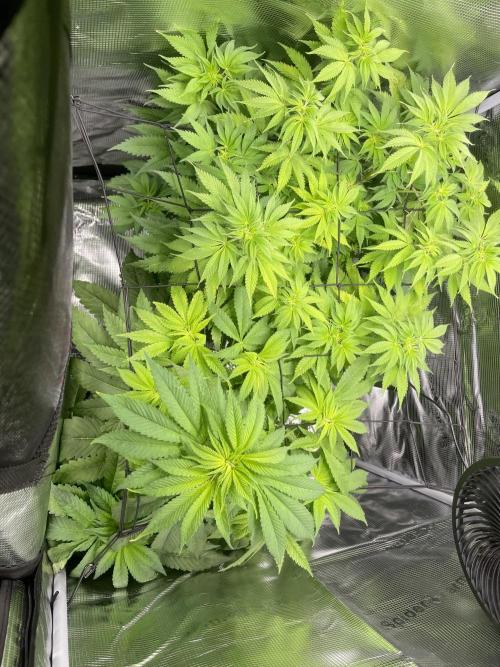 My First Plant. Week 8