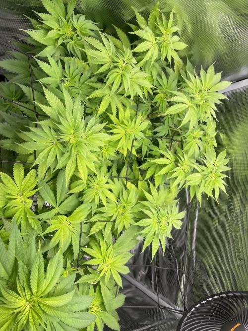 My First Plant. Week 8