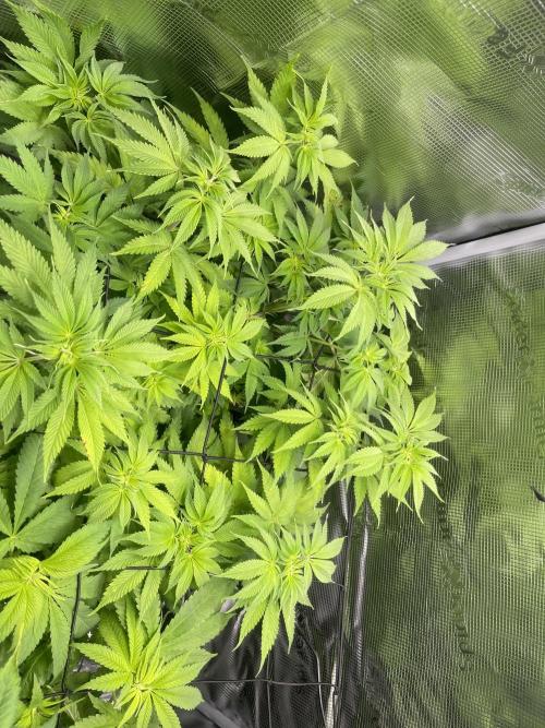 My First Plant. Week 8