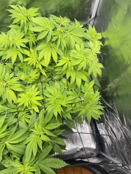 My First Plant. Week 8