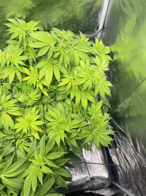 My First Plant. Week 8