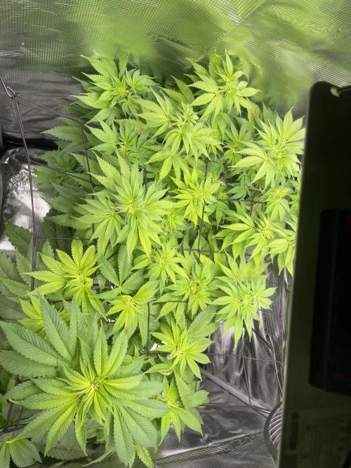 My First Plant. Week 9