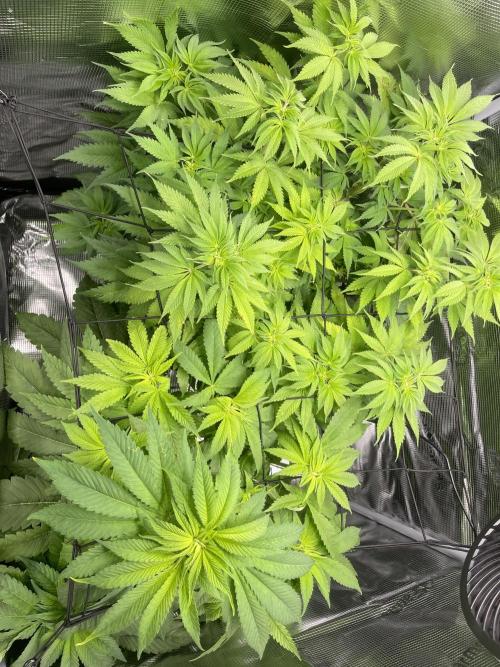 My First Plant. Week 9