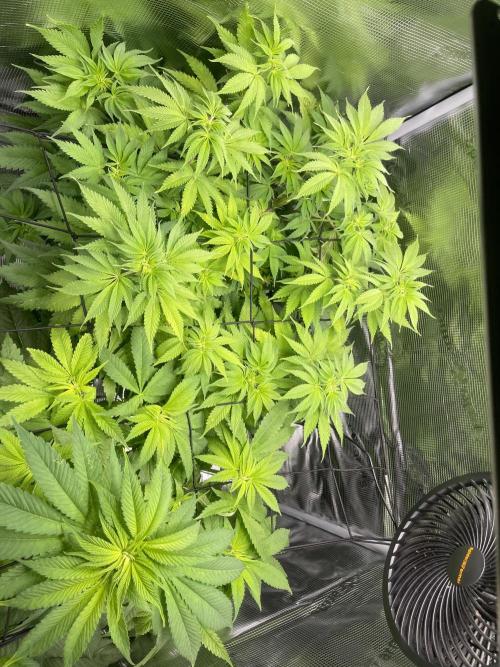 My First Plant. Week 9