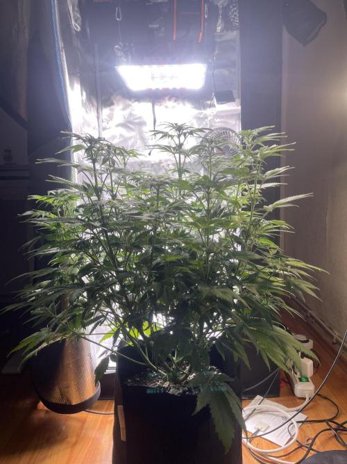 My First Plant. Week 9