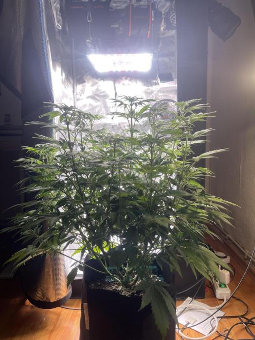 My First Plant. Week 9