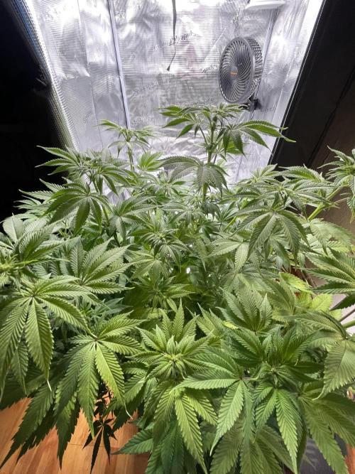 My First Plant. Week 9