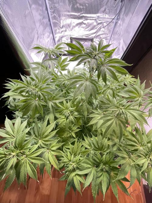 My First Plant. Week 9