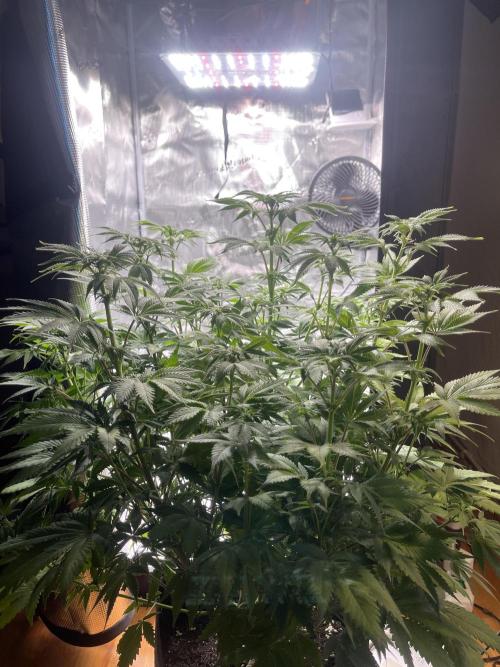 My First Plant. Week 9