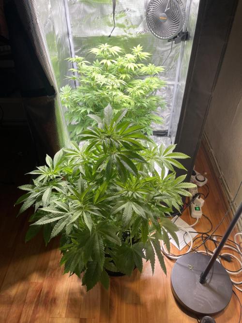 My First Plant. Week 9