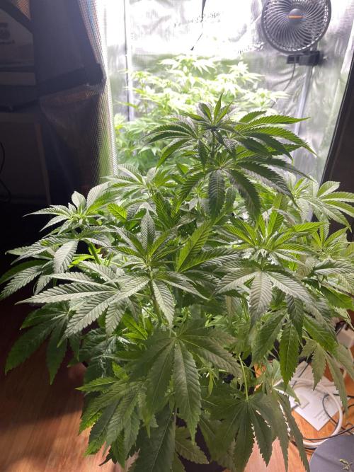 My First Plant. Week 9