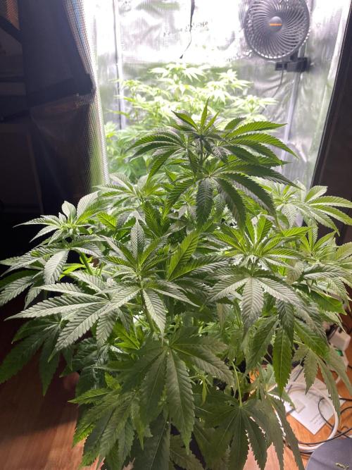 My First Plant. Week 9