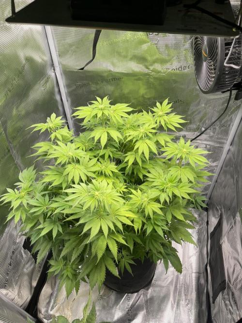 My First Plant. Week 9