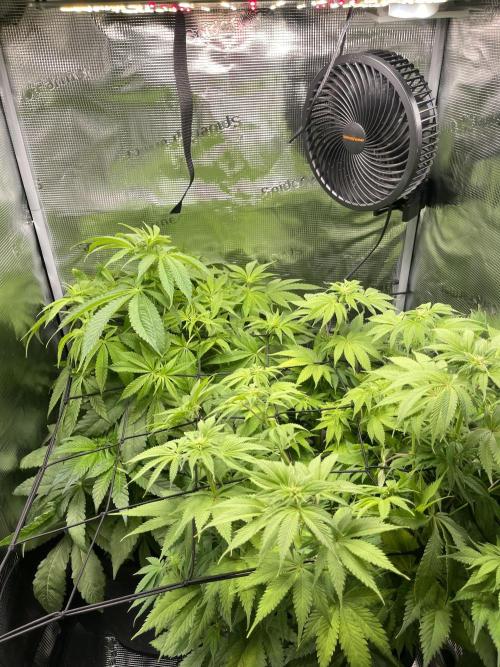 My First Plant. Week 9