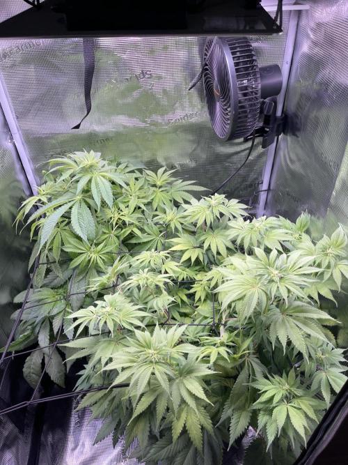 My First Plant. Week 9