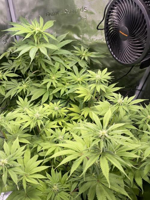 My First Plant. Week 10