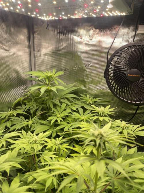 My First Plant. Week 10