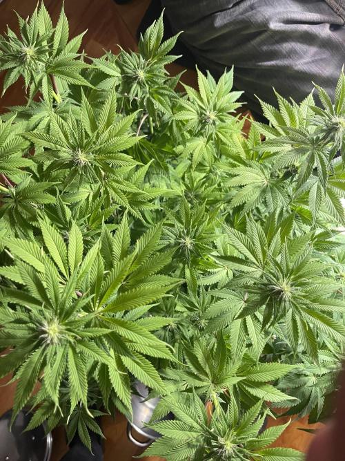 My First Plant. Week 10