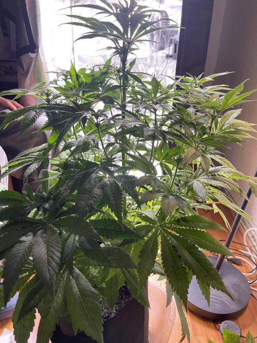 My First Plant. Week 10