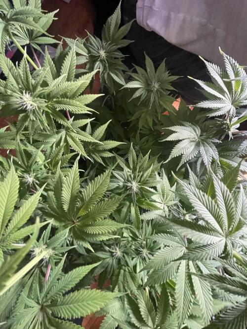 My First Plant. Week 10