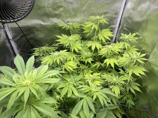 My First Plant. Week 10