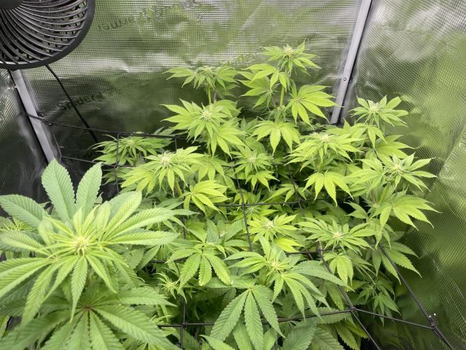 My First Plant. Week 10