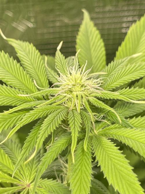 My First Plant. Week 10