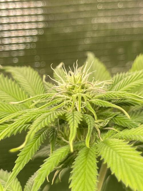 My First Plant. Week 10