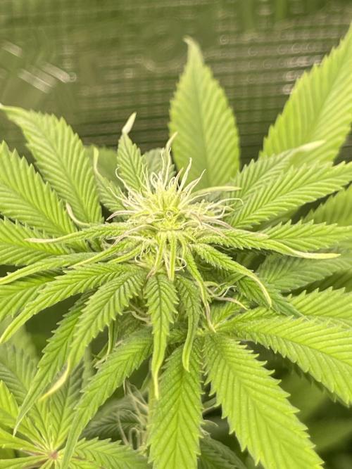 My First Plant. Week 10