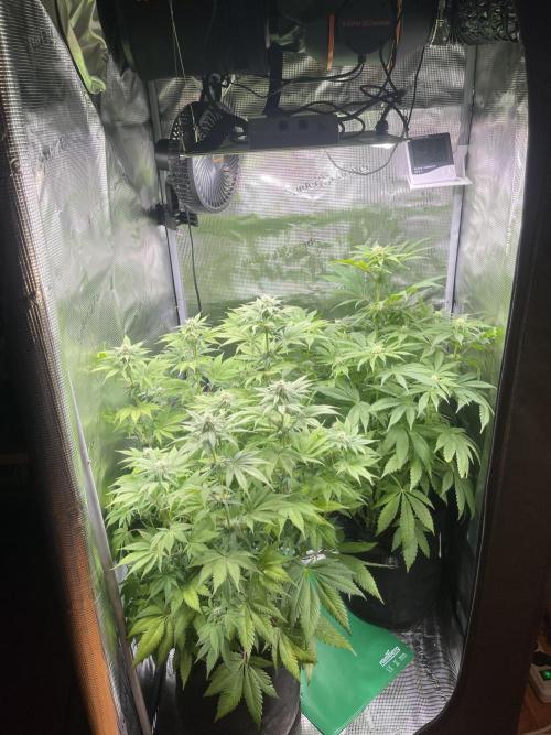 My First Plant. Week 11