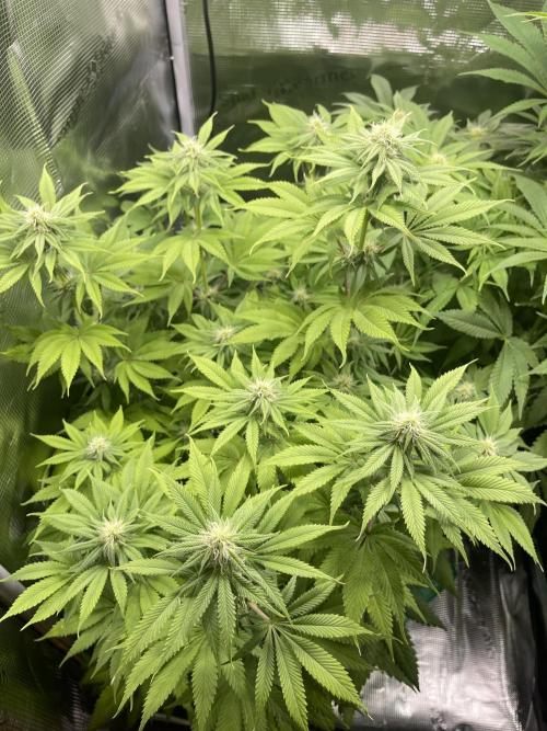 My First Plant. Week 11