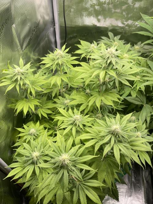 My First Plant. Week 11