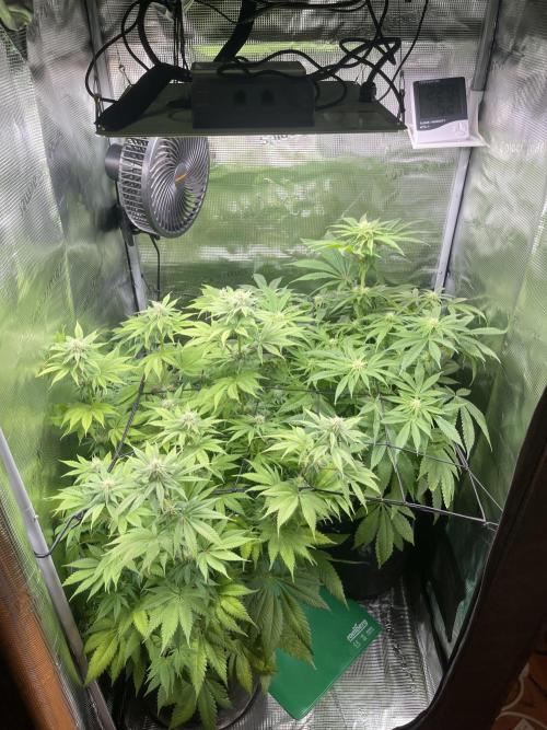 My First Plant. Week 11