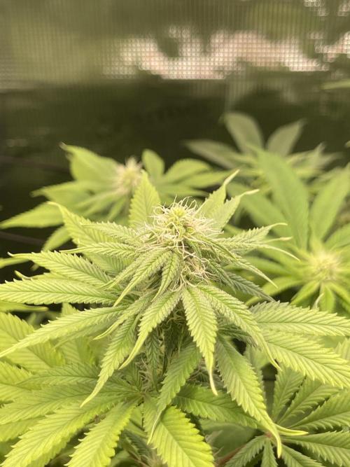 My First Plant. Week 11