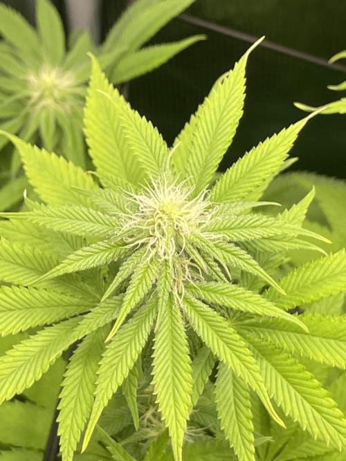 My First Plant. Week 11