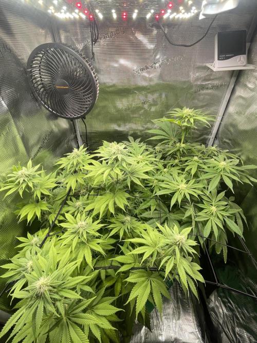 My First Plant. Week 11