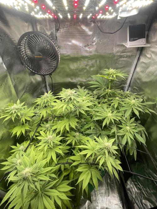 My First Plant. Week 11