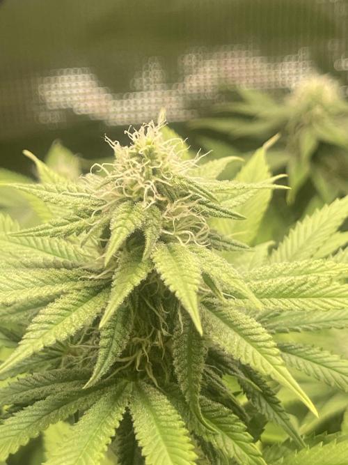 My First Plant. Week 11